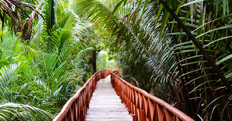 Dhaninallah Mangrove Walkway