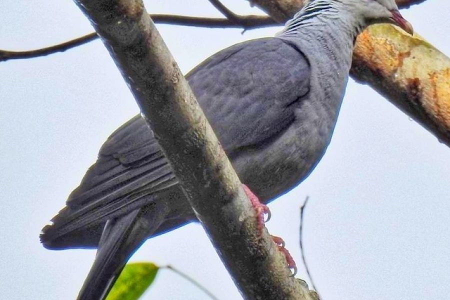 Bird Watching in Port Blair